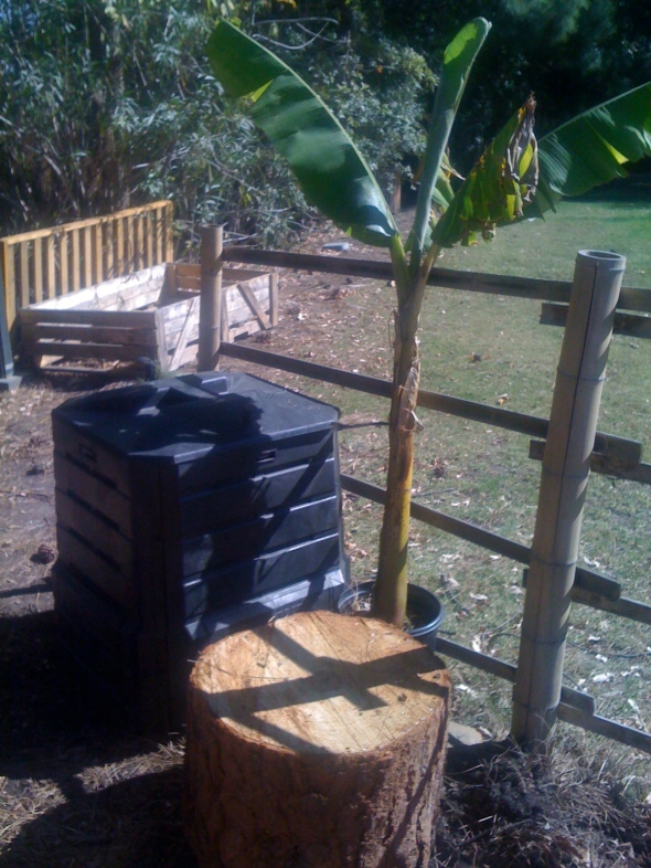 compost bin and banana tree
